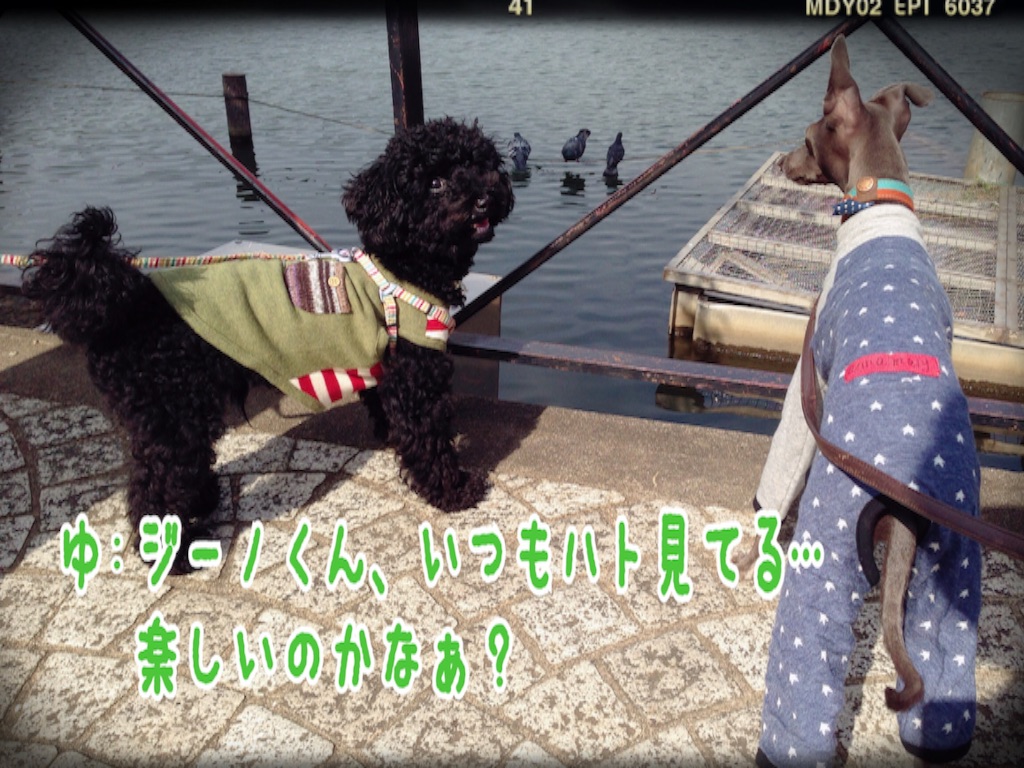 f:id:gino-ig:20151029204816j:image f:id:gino-ig:20151029204816j:image