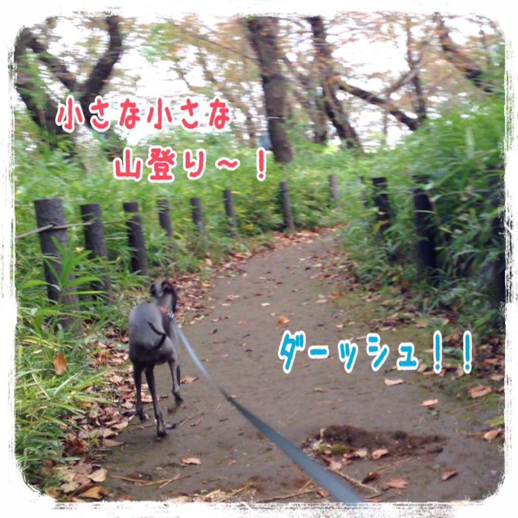 f:id:gino-ig:20151030170048j:image f:id:gino-ig:20151030170048j:image