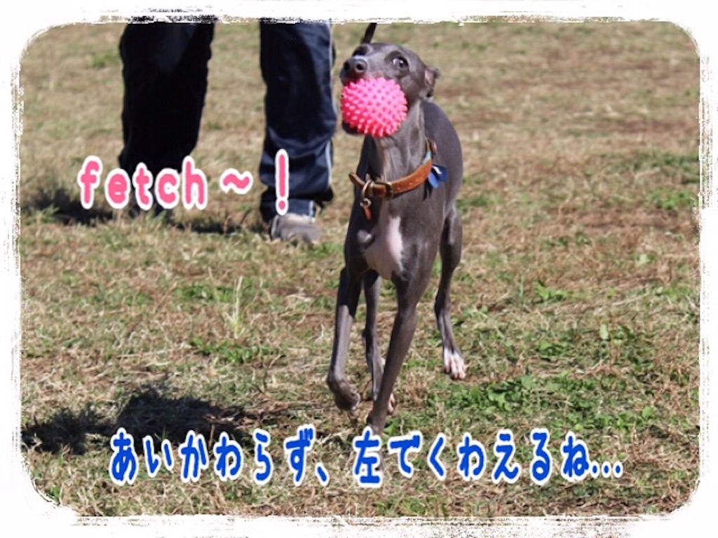 f:id:gino-ig:20151103214517j:image f:id:gino-ig:20151103214517j:image