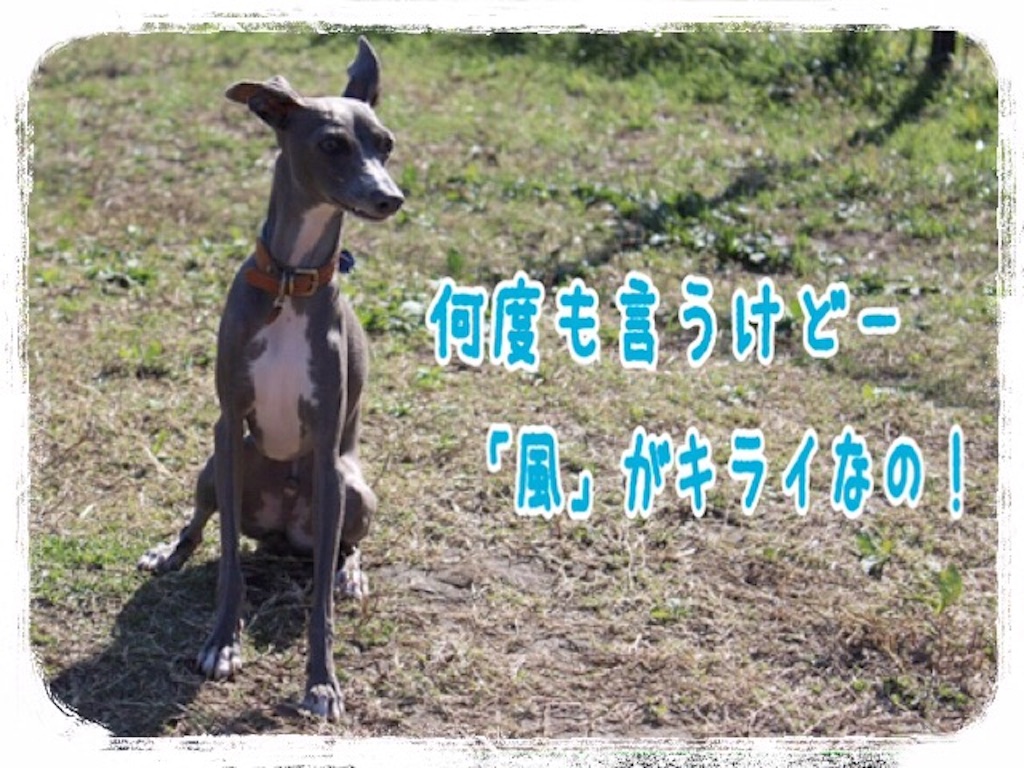 f:id:gino-ig:20151103215435j:image f:id:gino-ig:20151103215435j:image