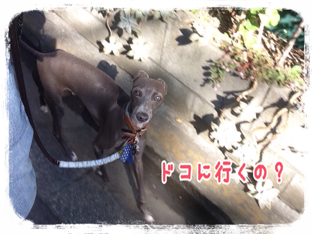 f:id:gino-ig:20151116221255j:image f:id:gino-ig:20151116221255j:image