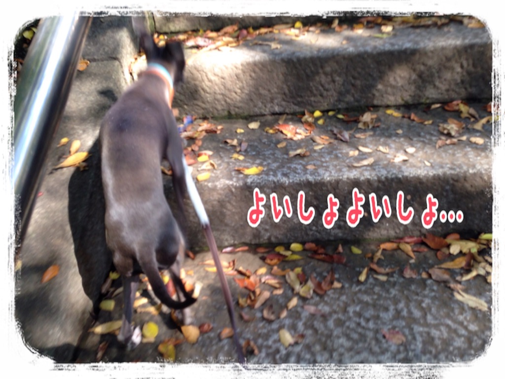 f:id:gino-ig:20151116221610j:image f:id:gino-ig:20151116221610j:image