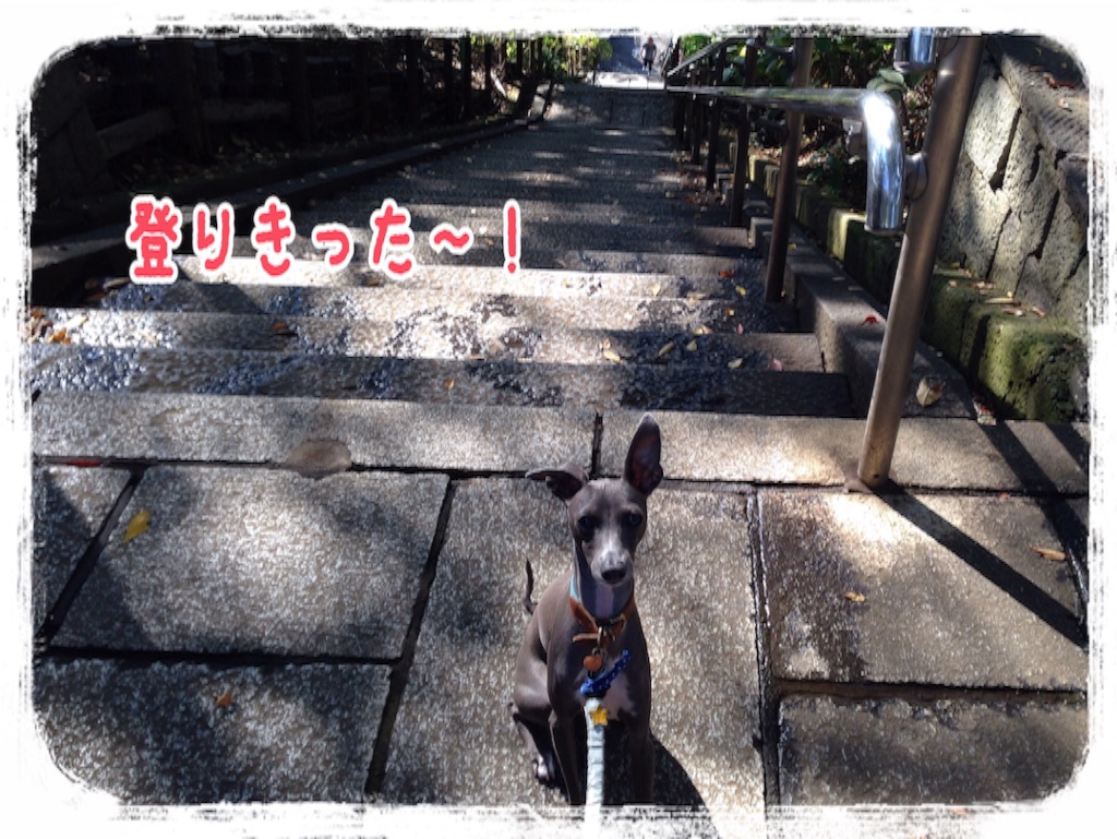 f:id:gino-ig:20151116221809j:image f:id:gino-ig:20151116221809j:image