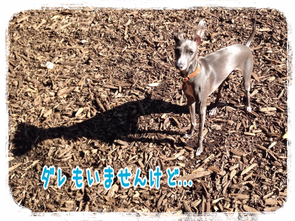 f:id:gino-ig:20151116222122j:image f:id:gino-ig:20151116222122j:image