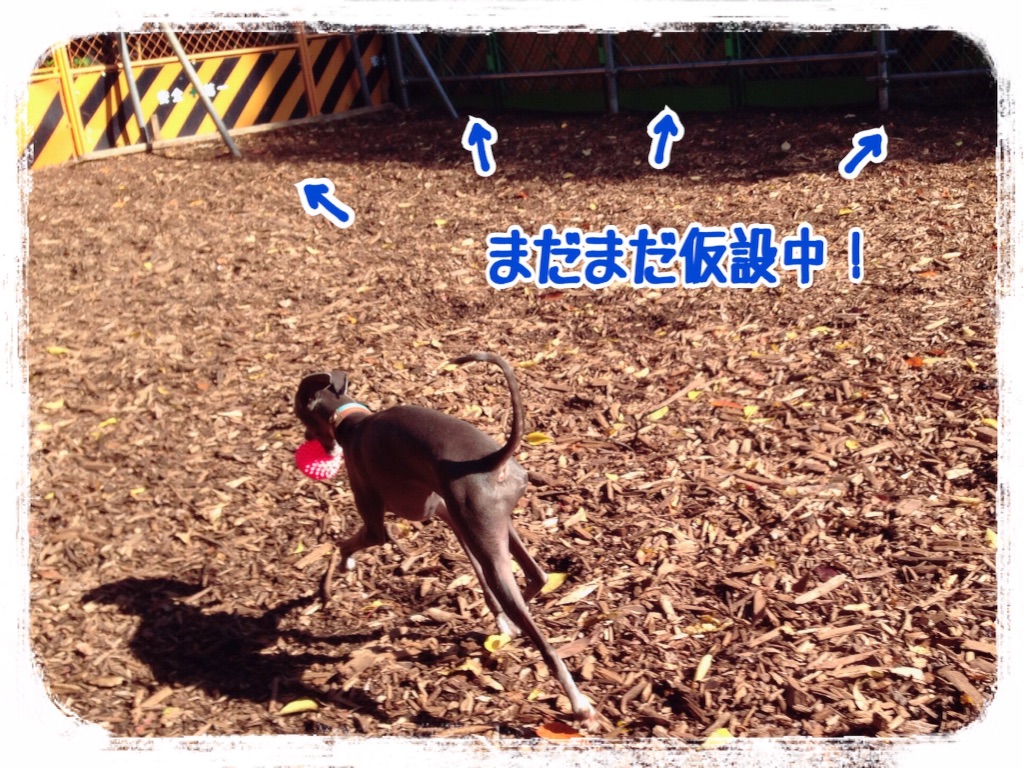 f:id:gino-ig:20151116222252j:image f:id:gino-ig:20151116222252j:image