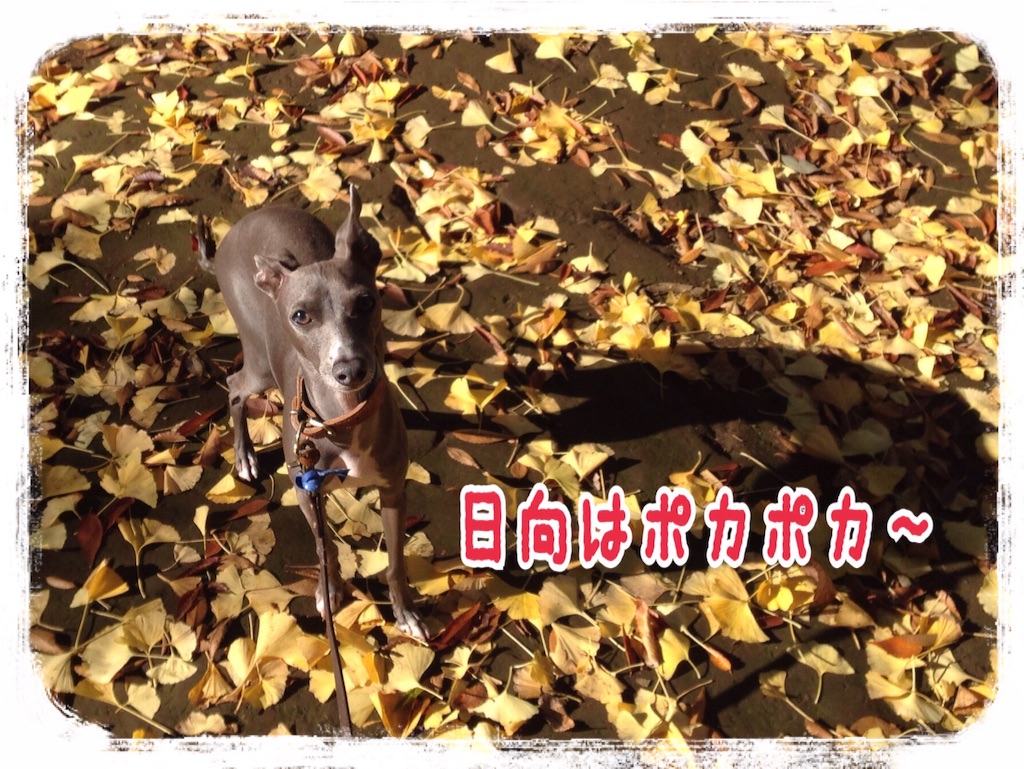 f:id:gino-ig:20151119211228j:image f:id:gino-ig:20151119211228j:image