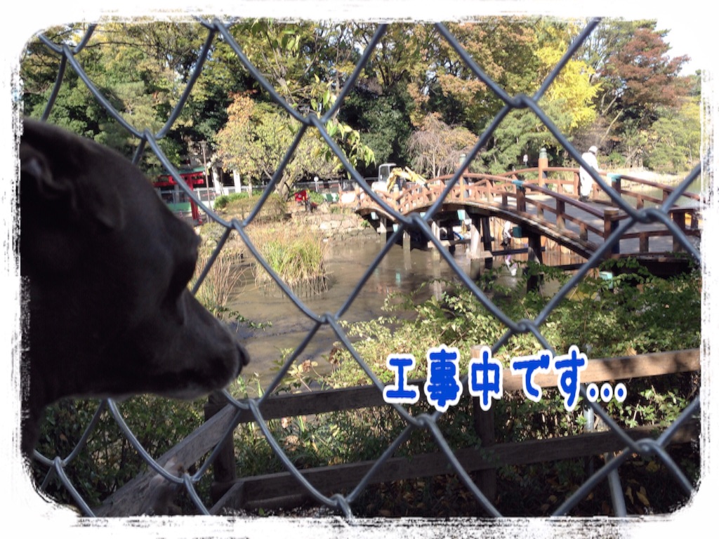 f:id:gino-ig:20151119211628j:image f:id:gino-ig:20151119211628j:image