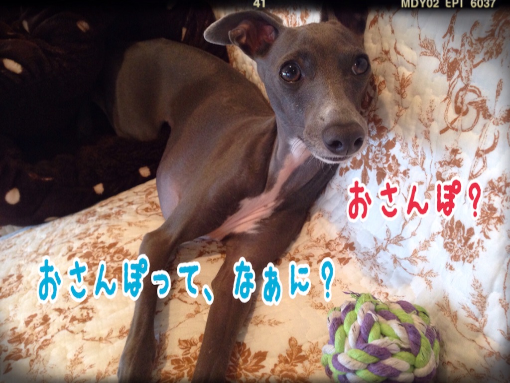 f:id:gino-ig:20151120222707j:image f:id:gino-ig:20151120222707j:image