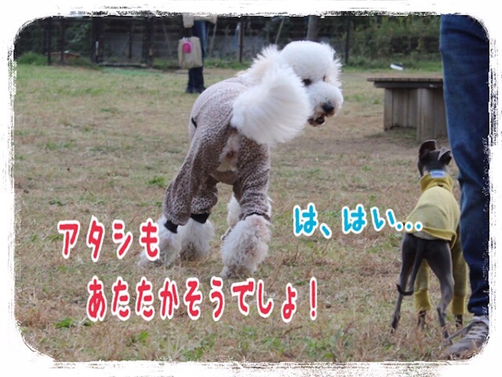 f:id:gino-ig:20151122205233j:image f:id:gino-ig:20151122205233j:image