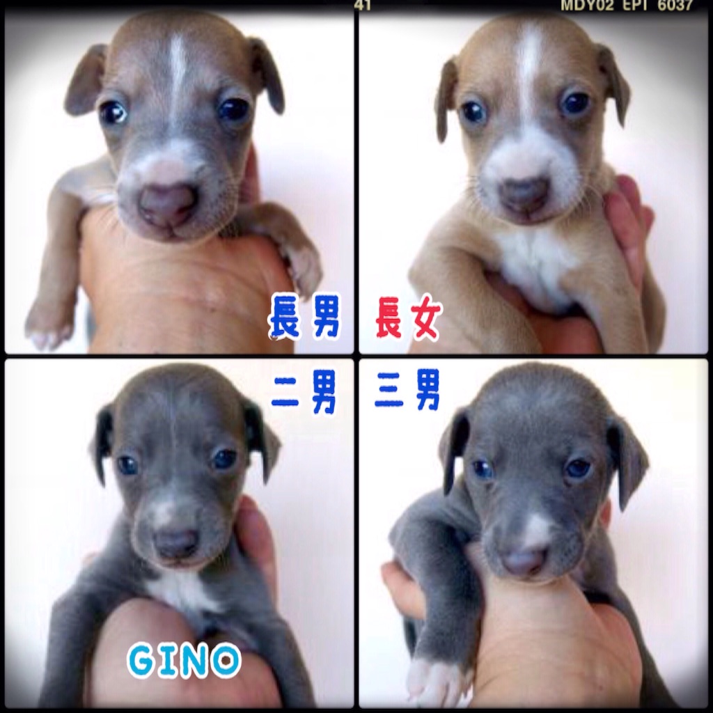f:id:gino-ig:20151125174346j:image f:id:gino-ig:20151125174346j:image