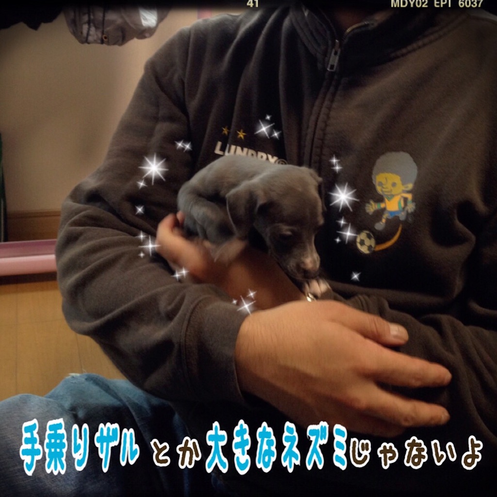f:id:gino-ig:20151125174453j:image f:id:gino-ig:20151125174453j:image