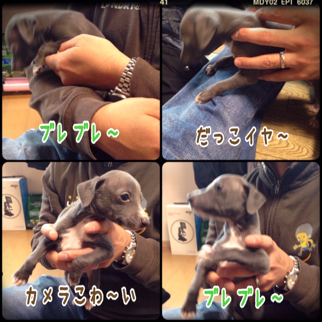 f:id:gino-ig:20151125174526j:image f:id:gino-ig:20151125174526j:image
