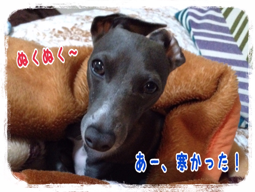f:id:gino-ig:20151126230258j:image f:id:gino-ig:20151126230258j:image