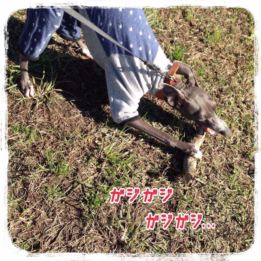 f:id:gino-ig:20151127221400j:image f:id:gino-ig:20151127221400j:image