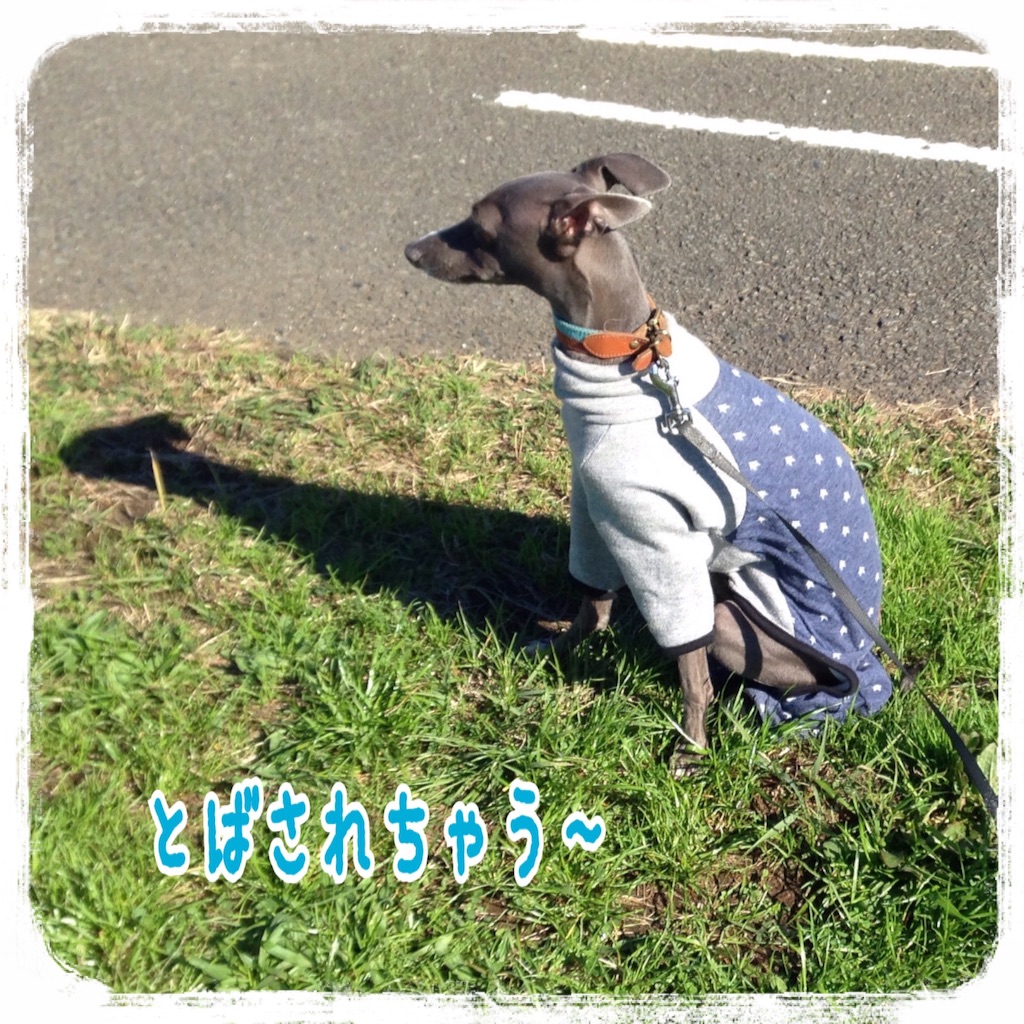 f:id:gino-ig:20151127221440j:image f:id:gino-ig:20151127221440j:image