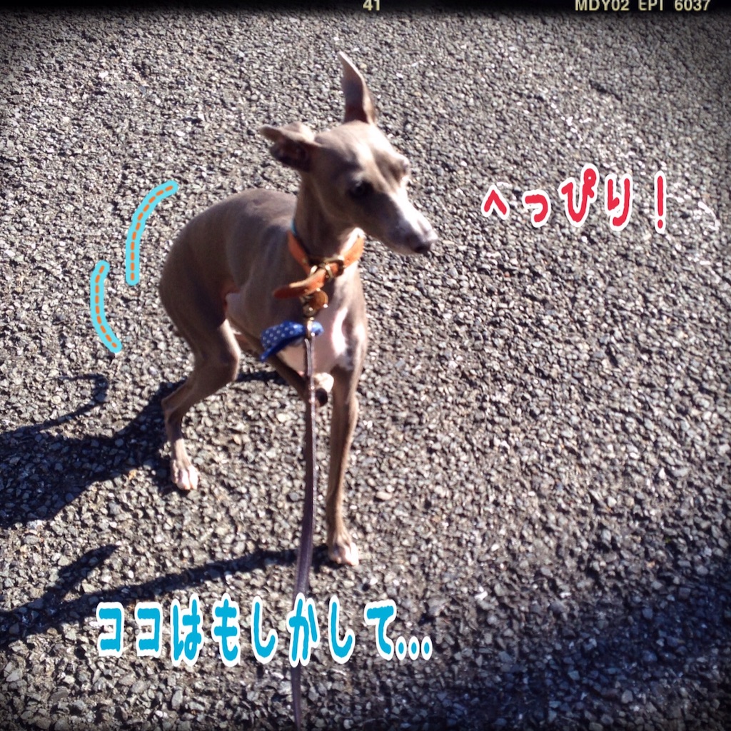 f:id:gino-ig:20151204204635j:image f:id:gino-ig:20151204204635j:image