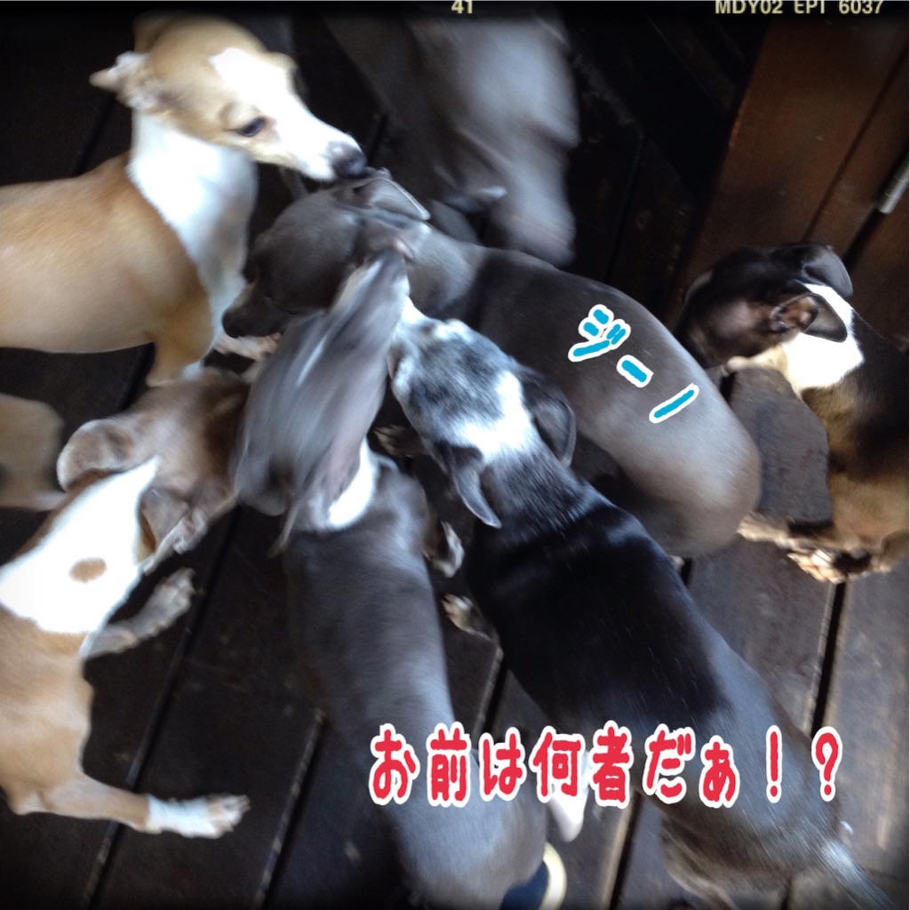 f:id:gino-ig:20151204204728j:image f:id:gino-ig:20151204204728j:image