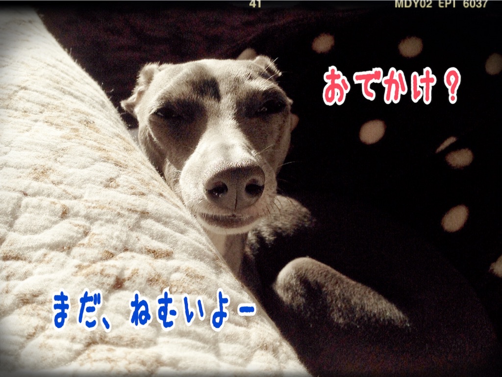 f:id:gino-ig:20151209002316j:image f:id:gino-ig:20151209002316j:image