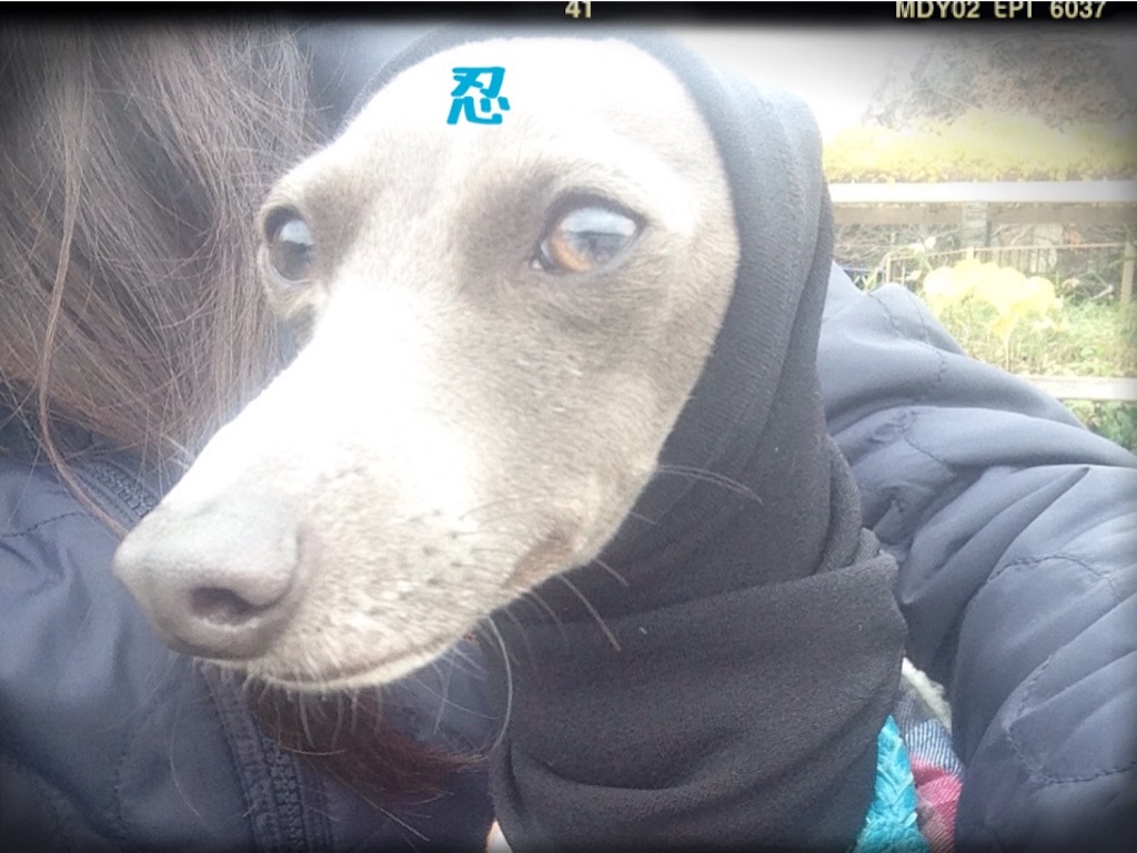 f:id:gino-ig:20151209203259j:image f:id:gino-ig:20151209203259j:image