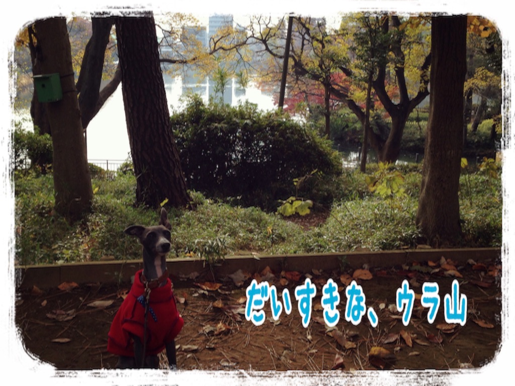 f:id:gino-ig:20151210194034j:image f:id:gino-ig:20151210194034j:image