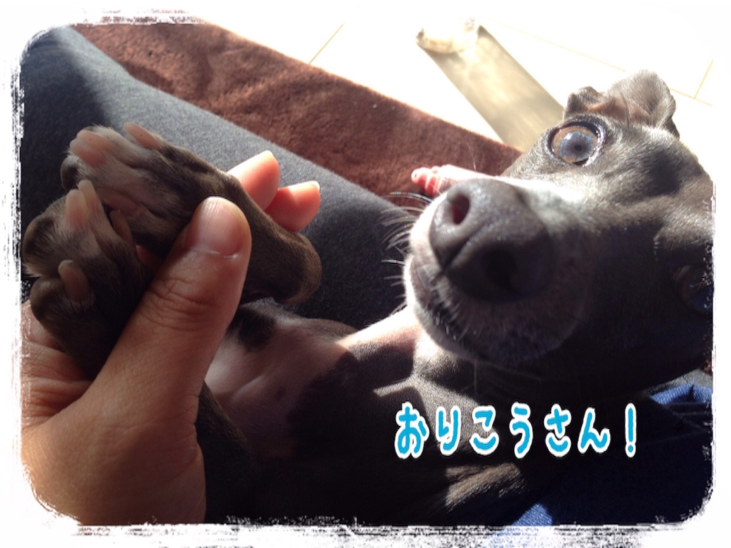 f:id:gino-ig:20151211233106j:image f:id:gino-ig:20151211233106j:image