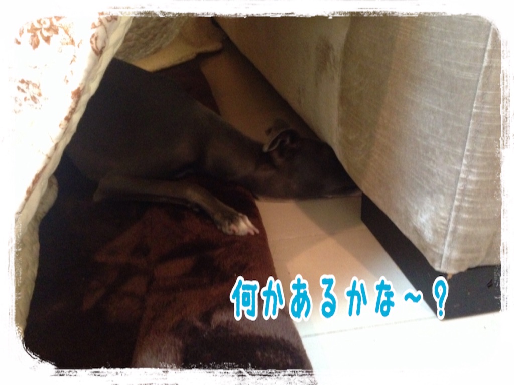 f:id:gino-ig:20151214234457j:image f:id:gino-ig:20151214234457j:image