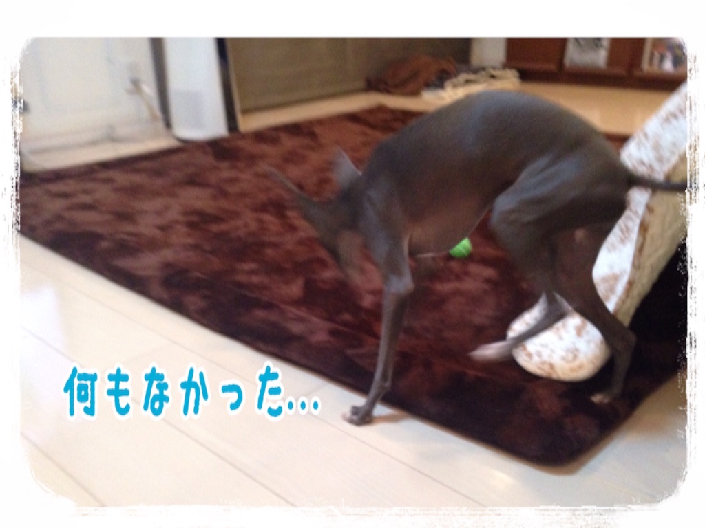 f:id:gino-ig:20151214234531j:image f:id:gino-ig:20151214234531j:image