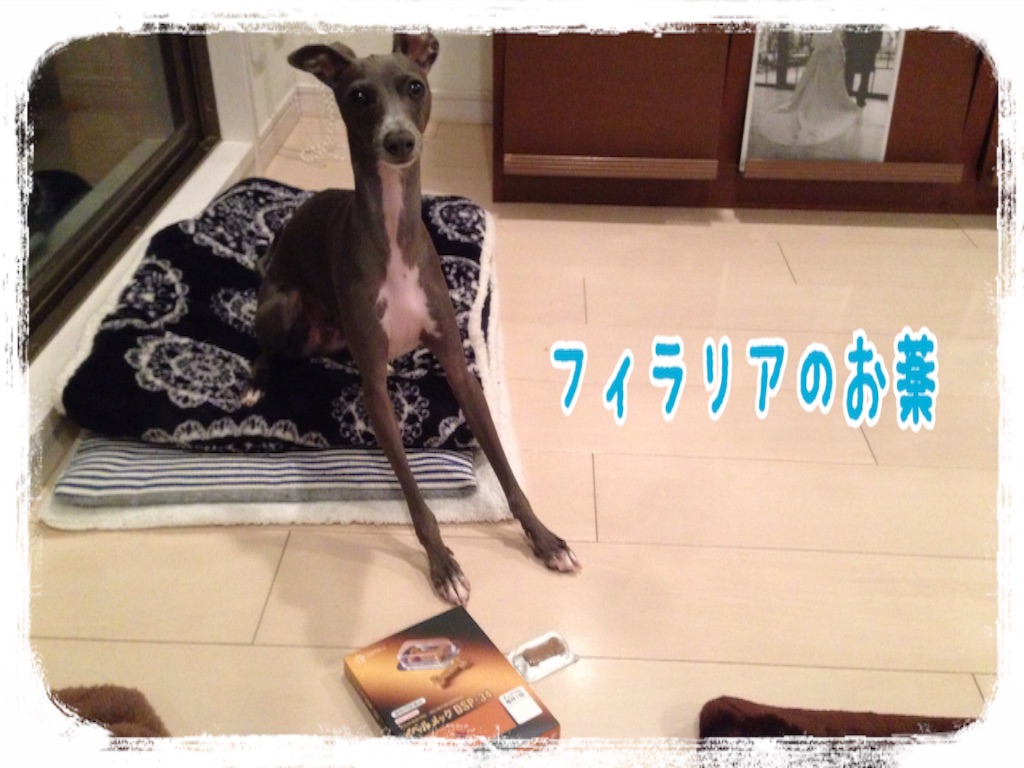 f:id:gino-ig:20151215233657j:image f:id:gino-ig:20151215233657j:image