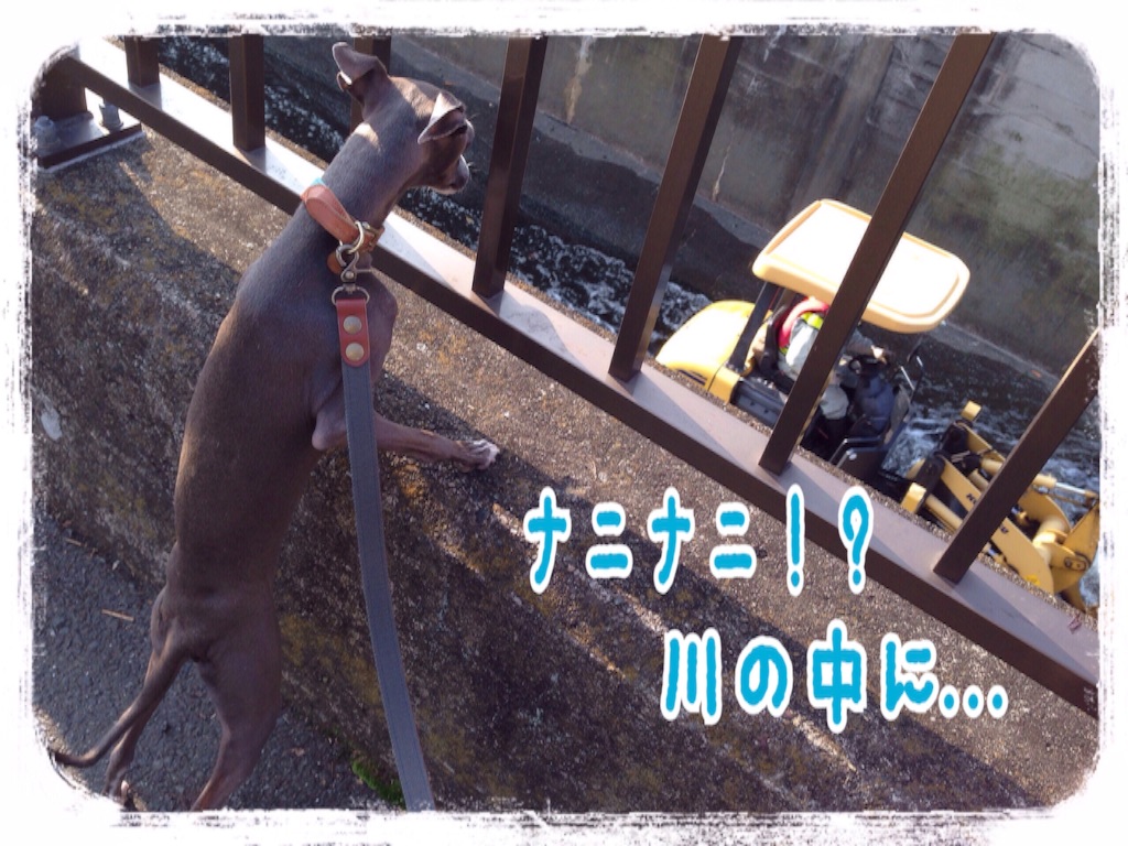 f:id:gino-ig:20151216221514j:image f:id:gino-ig:20151216221514j:image