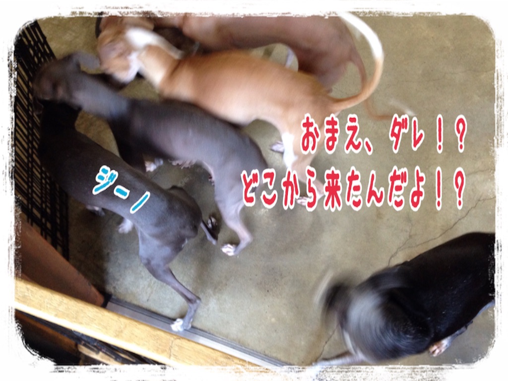 f:id:gino-ig:20151217152301j:image f:id:gino-ig:20151217152301j:image