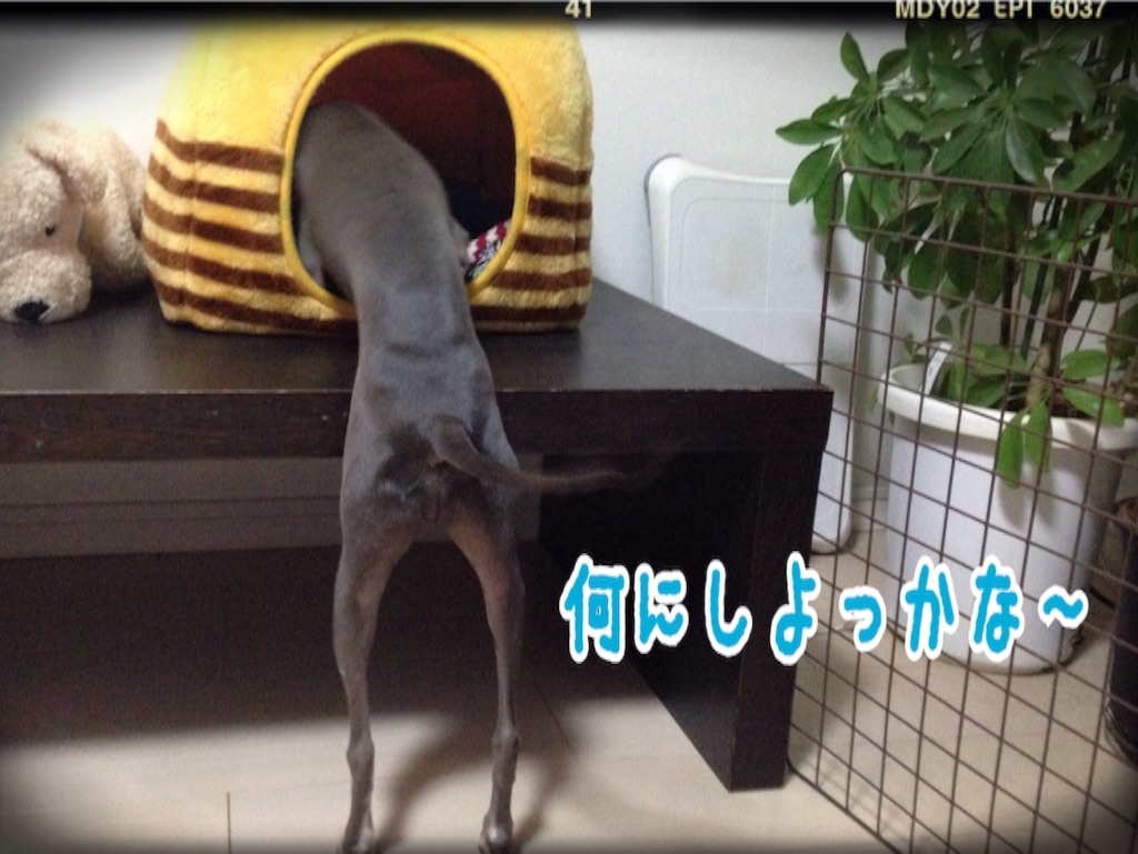 f:id:gino-ig:20151219000212j:image f:id:gino-ig:20151219000212j:image