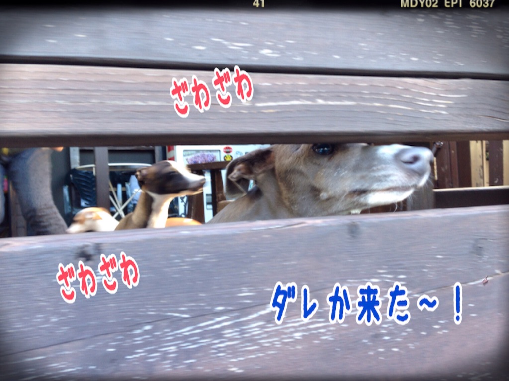 f:id:gino-ig:20151219233626j:image f:id:gino-ig:20151219233626j:image