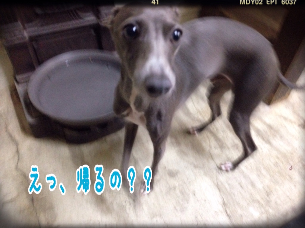 f:id:gino-ig:20151219233950j:image f:id:gino-ig:20151219233950j:image