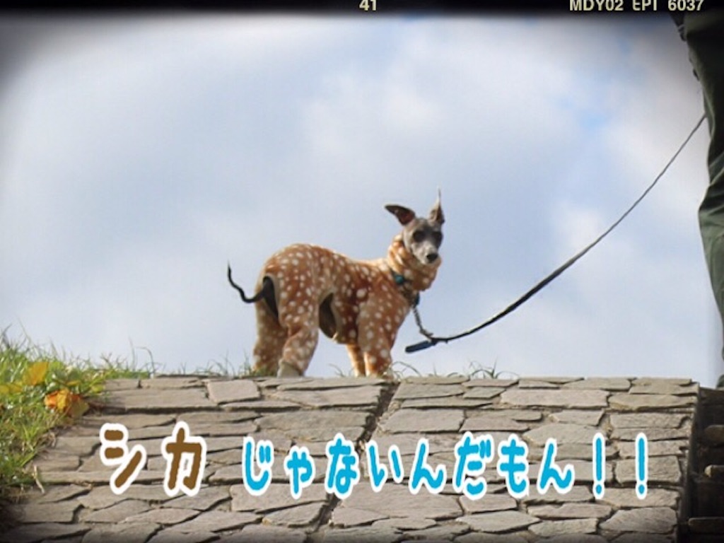 f:id:gino-ig:20151230205353j:image f:id:gino-ig:20151230205353j:image