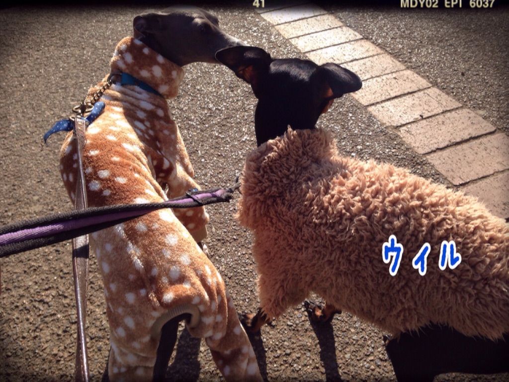 f:id:gino-ig:20160108212628j:image