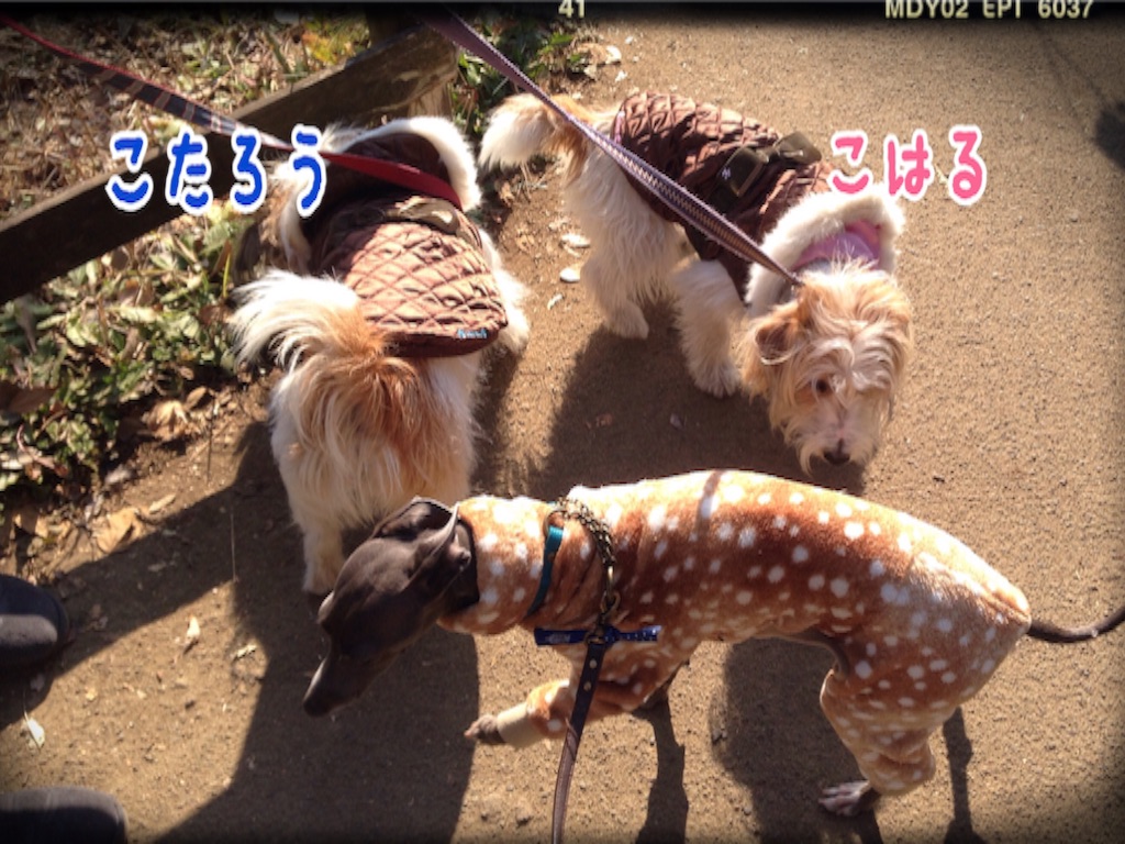 f:id:gino-ig:20160108212850j:image