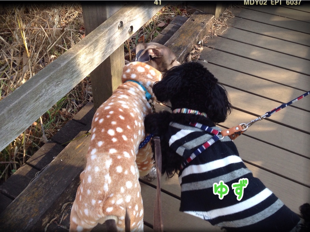 f:id:gino-ig:20160108212939j:image