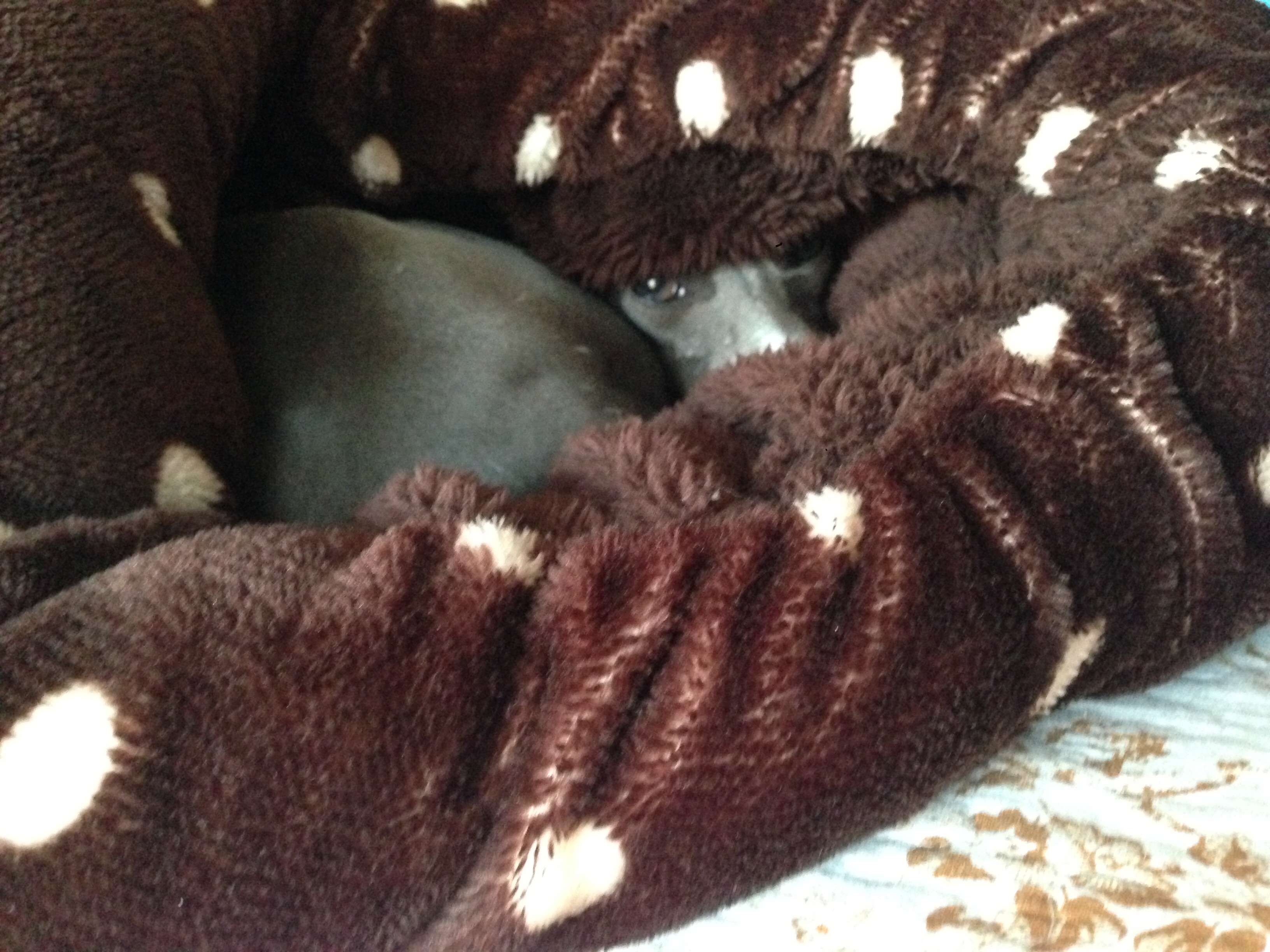 f:id:gino-ig:20160116210328j:image