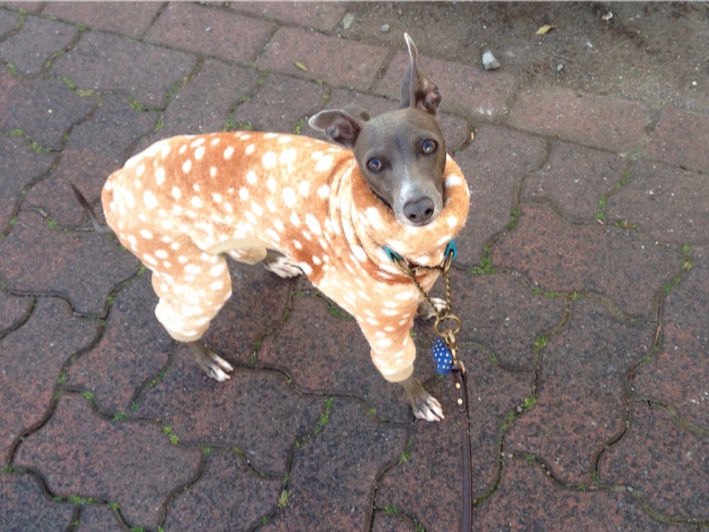 f:id:gino-ig:20160116215654j:image