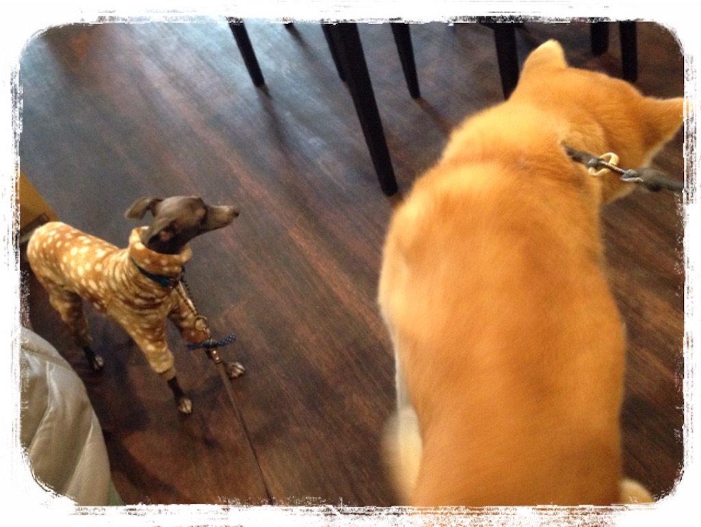 f:id:gino-ig:20160117230349j:image