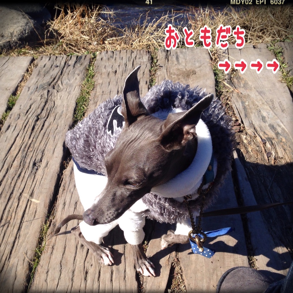f:id:gino-ig:20160120224440j:image f:id:gino-ig:20160120224440j:image