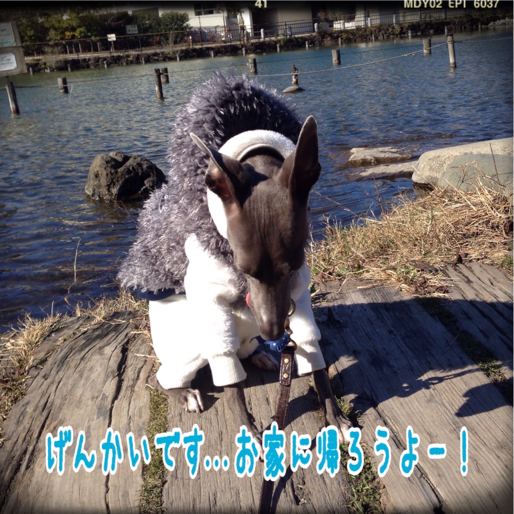 f:id:gino-ig:20160120224602j:image f:id:gino-ig:20160120224602j:image