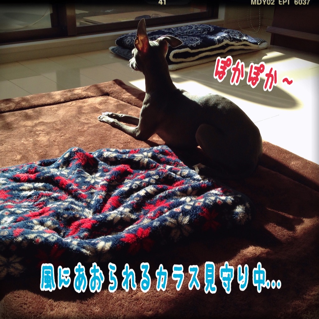 f:id:gino-ig:20160120224730j:image f:id:gino-ig:20160120224730j:image