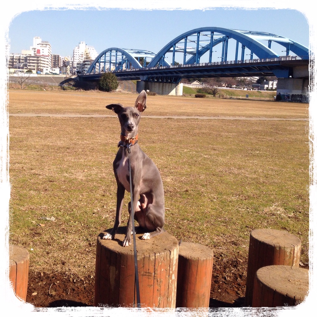 f:id:gino-ig:20160128212207j:image