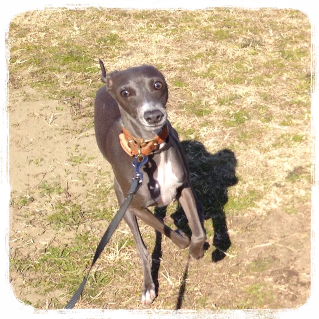 f:id:gino-ig:20160128212924j:image