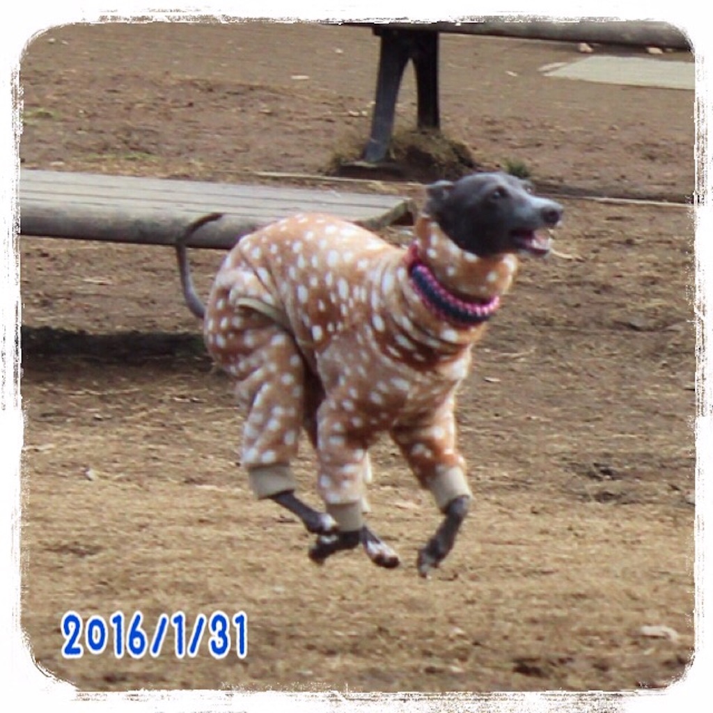 f:id:gino-ig:20160202213209j:image f:id:gino-ig:20160202213209j:image