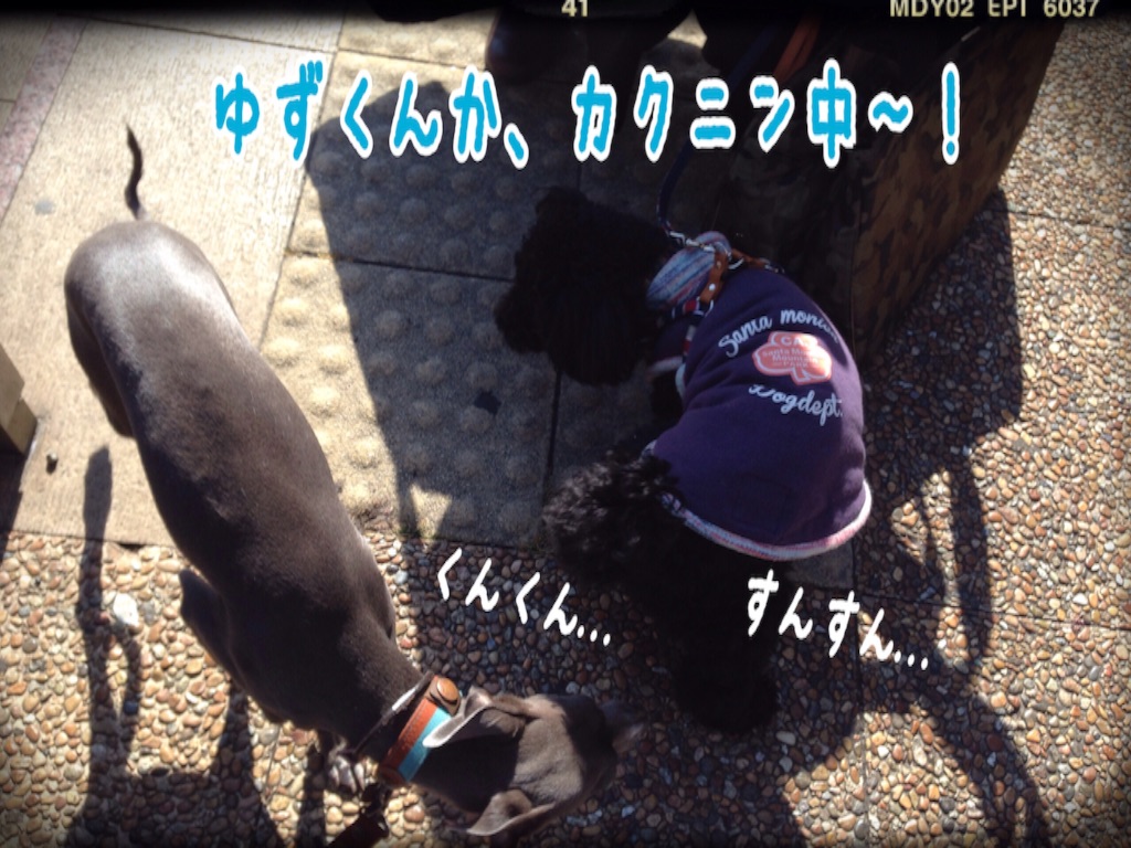 f:id:gino-ig:20160205195109j:image f:id:gino-ig:20160205195109j:image