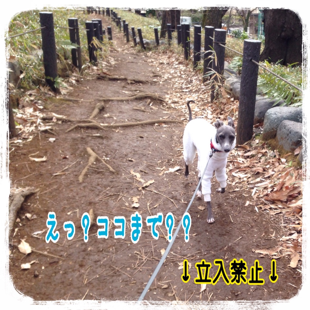 f:id:gino-ig:20160208223745j:image f:id:gino-ig:20160208223745j:image