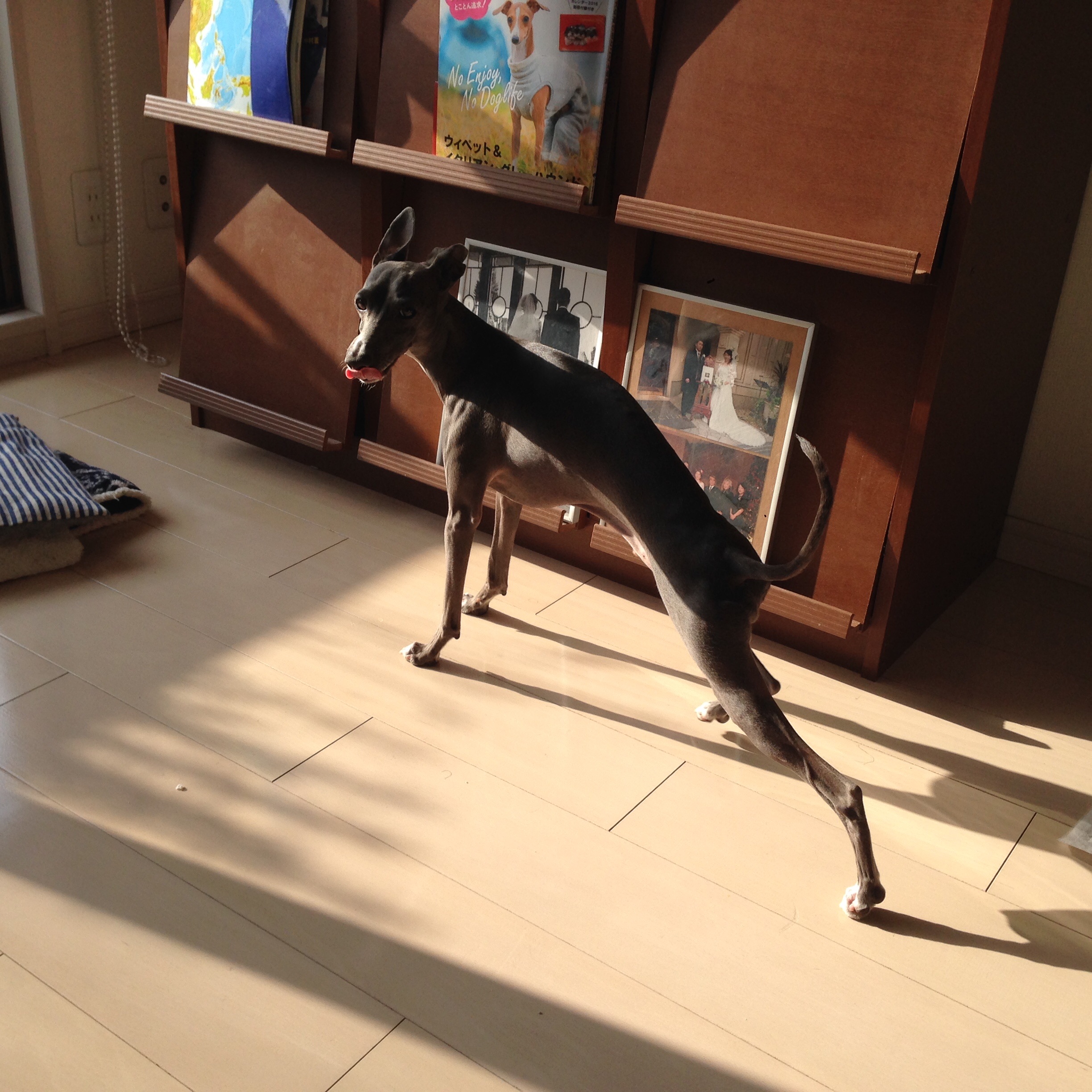 f:id:gino-ig:20160213221353j:image