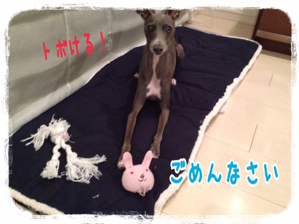 f:id:gino-ig:20160301225318j:image